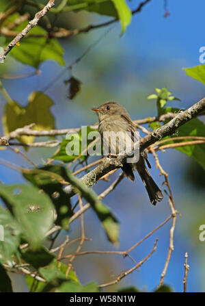 Jamaican Pewee (Contopus pallidus) adult perched on branch, Jamaican endemic species  Blue Mountains, Jamaica                March Stock Photo