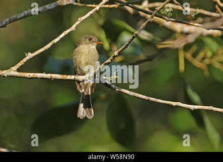 Jamaican Pewee (Contopus pallidus) adult perched on dead branch, Jamaican endemic species  Blue Mountains, Jamaica                March Stock Photo
