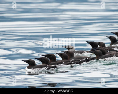 A raft of common murres, Uria aalge, at breeding site on South Marble Island, Glacier Bay National Park, Alaska, USA.