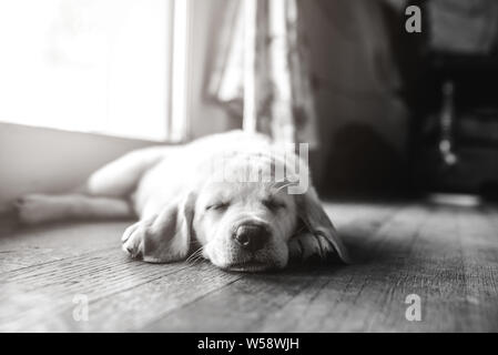 sleeping yellow Labrador puppy Stock Photo