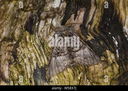 Haseleule, Hasel-Eule, Colocasia coryli, Nut-tree Tussock, La Noctuelle du coudrier, la Noctuelle du noisetier, Eulenfalter, Noctuidae, noctuid moths Stock Photo