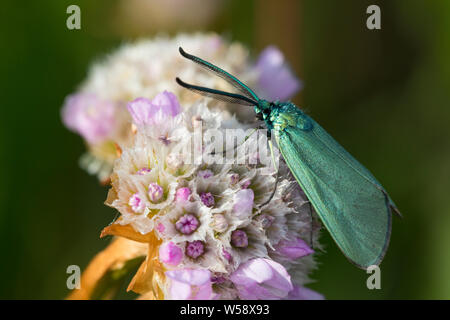 Ampfer-Grünwidderchen, Grünwidderchen, Sauerampfer-Grünwidderchen, Gemeines Grünwidderchen, Grün-Widderchen, Grasnelken-Widderchen, Widderchen, Adscit Stock Photo