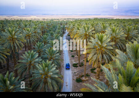 Car is on the road between green palm trees Stock Photo