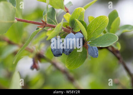 Blaue Heckenkirsche, Blaue Doppelbeere, Lonicera caerulea, Blue-berried Honeysuckle, Sweetberry Honeysuckl, honeyberry, haskap berry, deepblue honeysu Stock Photo