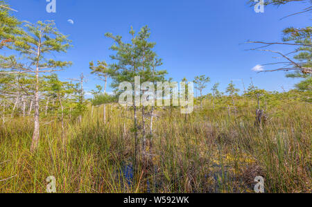 An early morning moon overlooks the Dwarf Cypress Forest in Everglades National Park. Stock Photo