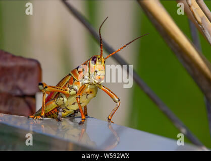 A Lubber Grasshopper climbs onto a fence in the Florida Everglades. During the summer months they can be seen pretty much anywhere in the wetlands. Stock Photo