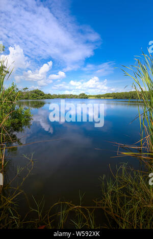 A beautiful summer day at Paurotis Pond in Everglades National Park. The water was like glass and created a gorgeous reflection of the sky and clouds. Stock Photo