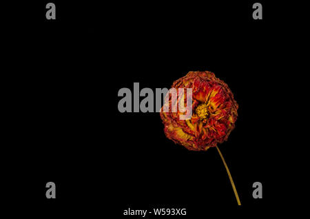 Dried Round Dahlia Flower Head on Black Background With Negative Space Stock Photo