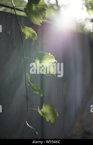 grape branch with green leaves and warm sunlight Stock Photo