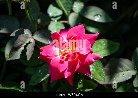 Daylight effect Rose flower on Dark background Stock Photo