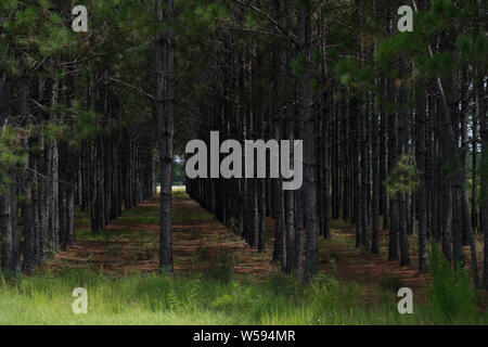 Cultivated Long Leaf Pine forest near Elberta, Alabama, USA Stock Photo