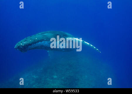 humpback whale, Megaptera novaeangliae, young male resting over a coral knoll, Ha'apai, Kingdom of Tonga, South Pacific Stock Photo
