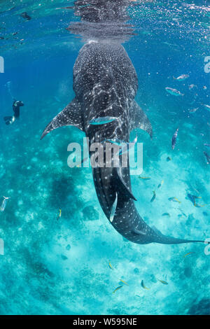 2019 Rolex / Our World Underwater scholar Neha Acharya-Patel photographs a whale shark, Rhincodon typus, Oslob, Cebu, Philippines Stock Photo