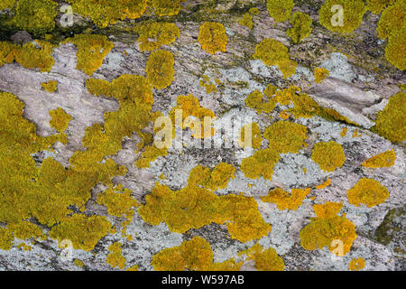 Yellow and grey lichen growing on granite Stock Photo