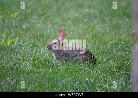 Brown rabbit sits quietly in the backyard grass Stock Photo