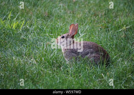 Brown rabbit sits quietly in the backyard grass Stock Photo