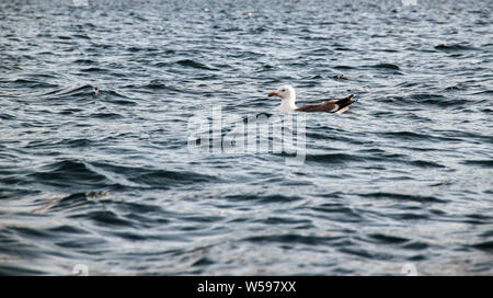Single and alone seagull swimming and floating on sea surface Stock Photo