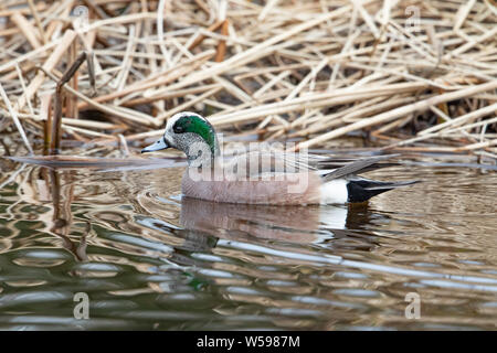 American Wigeon Drake Swimming at a lake Stock Photo