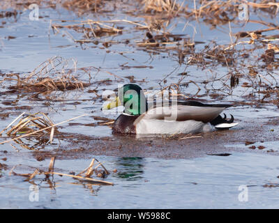 Mallard Duck Drake Swimming