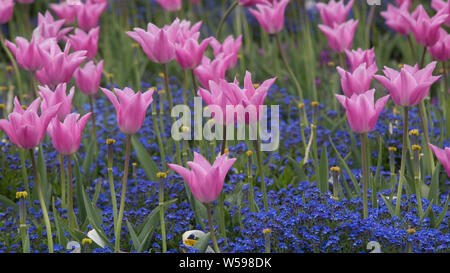 Tulips at Kew Gardens, London, England Stock Photo