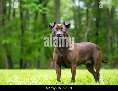 An American Staffordshire Terrier mixed breed dog standing outdoors Stock Photo