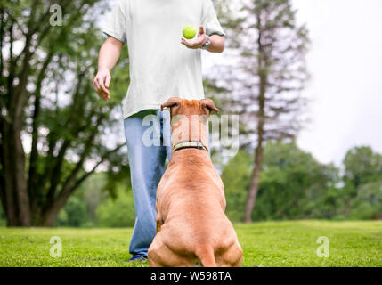 A brown mixed breed dog waiting patiently for its owner to throw a ball Stock Photo