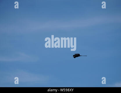 Frigatebird gliding high in the sky over the ocean on a beautiful blue sky day. Stock Photo