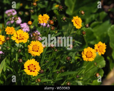 Yellow Coreopsis grandiflora ; Großblumiges Mädchenauge Stock Photo