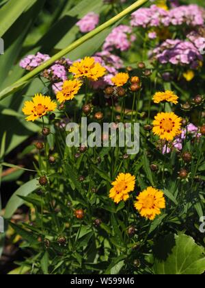 Yellow Coreopsis grandiflora ; Großblumiges Mädchenauge Stock Photo