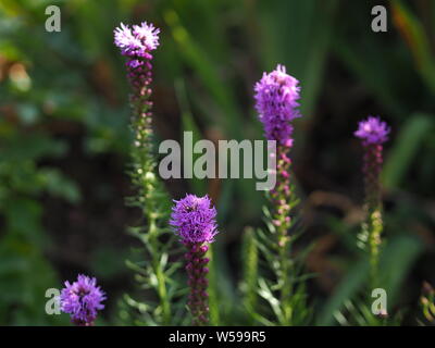 Closeup purple  liatris spicata ; Prachtscharte Stock Photo