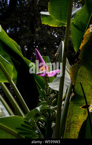 Lush tropical garden on the Big Island of Hawaii Stock Photo