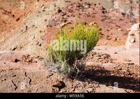 Mormon tea plant (Ephedra viridis) in Canyonlands National Park, Utah, USA. Stock Photo