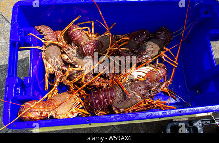 Fish box full of Crayfish Stock Photo