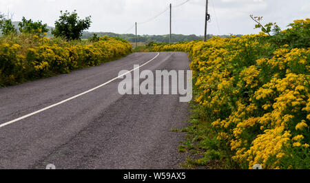 Senecio jacobaea common Ragwort growing on a road verge. Stock Photo