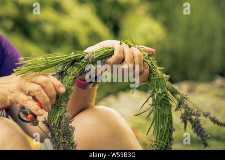 Making lavender wreath. Hand harvesting blooming flowers of Lavender. Stock Photo