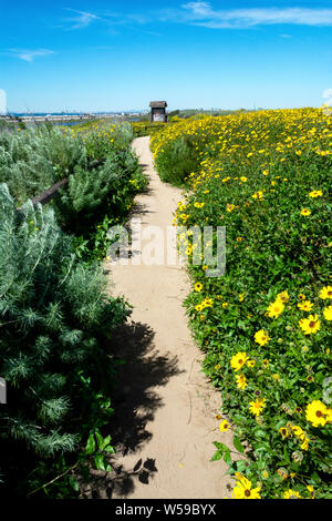 An overabundance of yellow wildflowers – Coast Sunflowers – narrowed one of the dirt trails considerably at the Bolsa Chica Ecological Reserve. Stock Photo