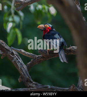 Bearded Barbet Stock Photo