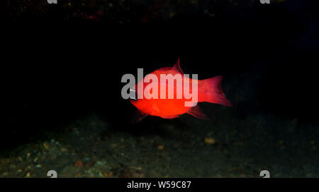 Red Mediterranean cardinalfish - (Apogon imberbis) Stock Photo