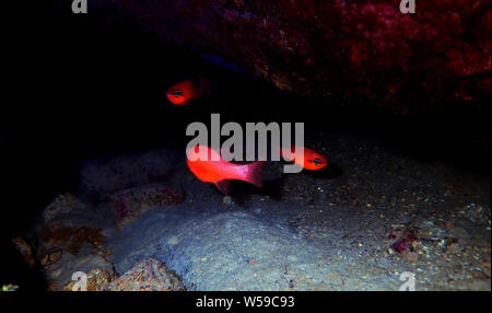 Red Mediterranean cardinalfish - (Apogon imberbis) Stock Photo