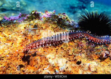 Red Mediterranean Fireworm - Hermodice carunculata Stock Photo