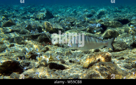 Gilt-head bream Fish, underwater shoot in Mediterranean sea Stock Photo