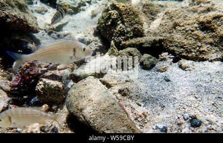 Gilt-head bream Fish, underwater shoot in Mediterranean sea Stock Photo