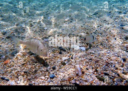 Gilt-head bream Fish, underwater shoot in Mediterranean sea Stock Photo