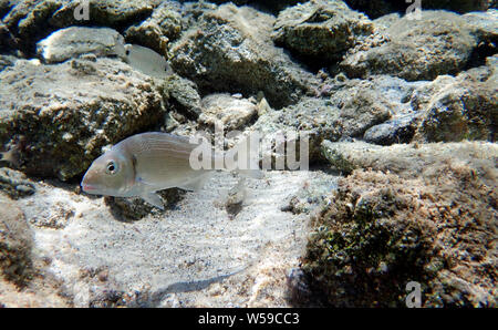 Gilt-head bream Fish, underwater shoot in Mediterranean sea Stock Photo