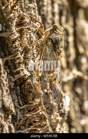 Cicada (Cicada orni) insect camouflaged on natural background Stock Photo
