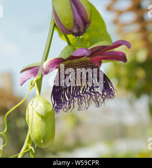 A Passion flower in Florida Stock Photo