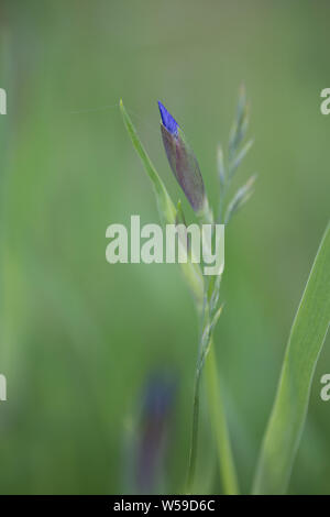 Wild Iris Flower Bud in Alaska Stock Photo