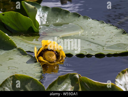 A Yellow Water Lily in Alaska Stock Photo