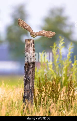 Little Owl (Athene noctua) nocturnal bird flying from pole at dawn hunting for prey on Belgian countryside in Flanders Stock Photo
