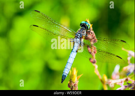 Closeup macro shot of Blue Darner dragonfly holding onto a plant in a Great Meadows National Park. Stock Photo